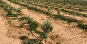 نشطاء يزرعون أشجار زيتون في أرض مهددة بالاستيلاء جنوب شرق بيت لحم